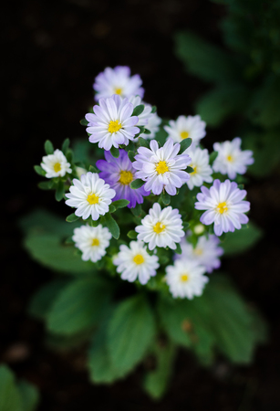 colorful of beautiful blooming flowers, Aster (genus) with green leaves background