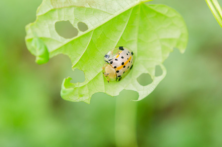 Charidotella sexpunctata on green leavesの写真素材