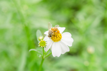 bee collecting pollen from white flowers with green leaves backgroundの写真素材