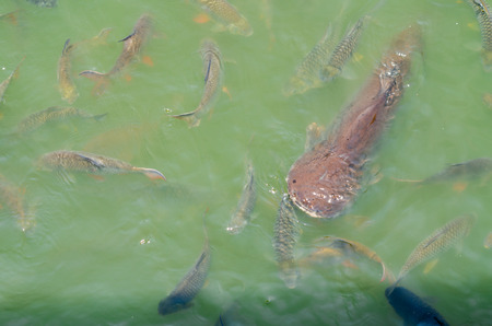 Crowd of many different fish eating feed in lake