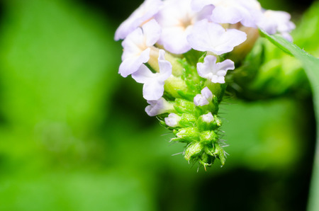 beautiful small purple and white flower of Heliotropium indicum (Yaa nguang chaang in Thai language), herbs flowerの写真素材