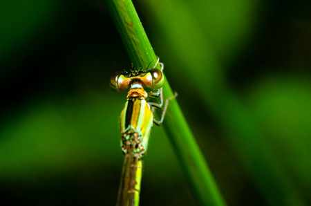 Large Red Damselfly on green grassの写真素材