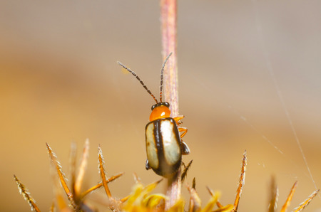 closeup photo of insect in the nature
