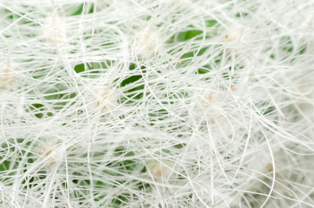 macro of beautiful sharp thorns cactusの写真素材