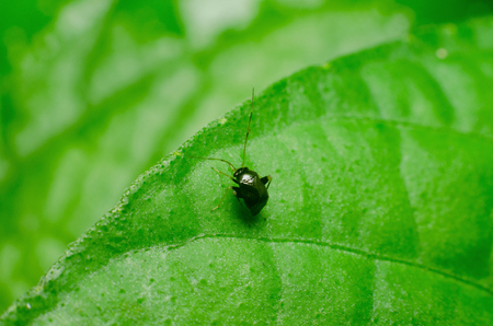 closeup photo of insect in the natureの写真素材
