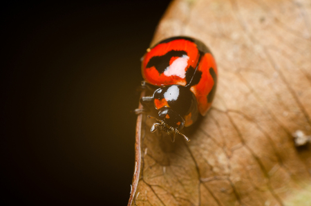 close up of ladybug on dry leavesの写真素材