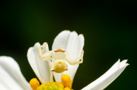 spider in natureの写真素材