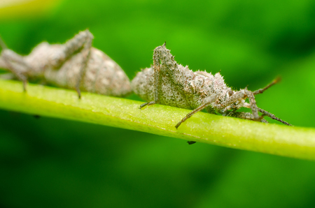 closeup photo of insect in the natureの写真素材