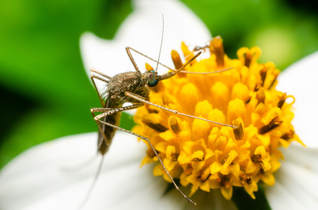 mosquito on flower in the natureの写真素材