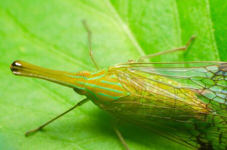 macro insectの写真素材
