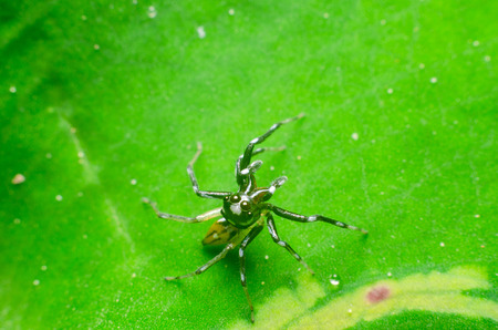spider in natureの写真素材