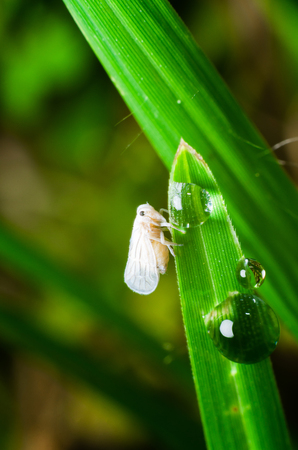 closeup photo of Whiteflies in the nature