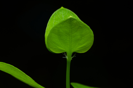 macro leaf plant on a black backgroundの写真素材