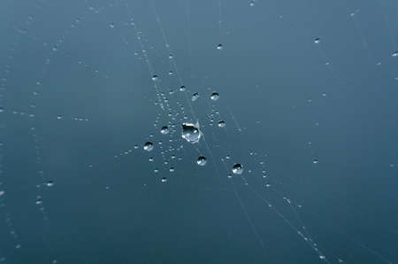 wet spider web in the nature, dew on cobwebの写真素材
