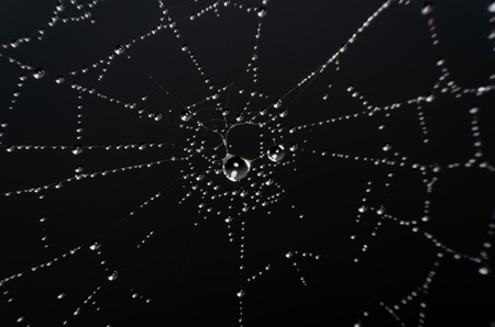 wet spider web in the nature, dew on cobwebの写真素材