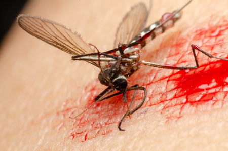 Macro of killed mosquito with blood on the human skinの写真素材