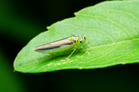 Leafhoppersの写真素材