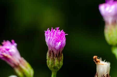 flower grass macro image