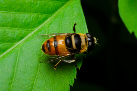 macro of hoverfly in nature gardenの写真素材