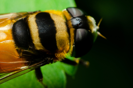 macro of hoverfly in nature gardenの写真素材
