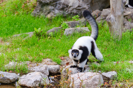 Black and white Ruffed Lemur or Varecia variegataの写真素材