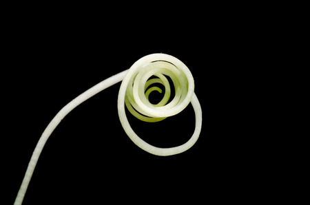 macro of young shoots of plant on black background