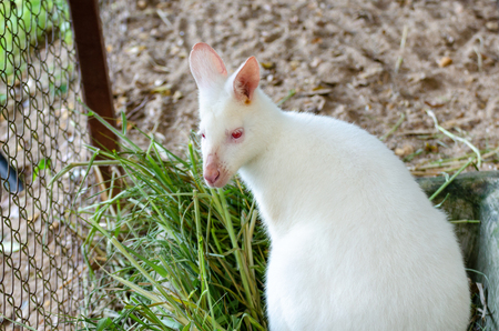 White Wallaby at parkの写真素材