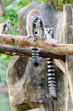 lemur catta in the natural zooの写真素材