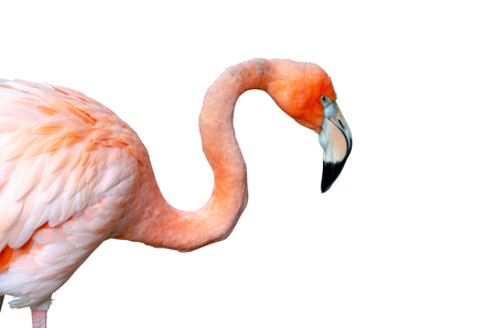 pink Flamingos (Phoenicopteridae)の写真素材