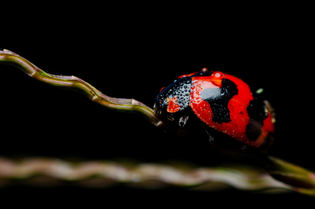 macro of ladybug on black background