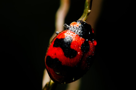 macro of ladybug on black background