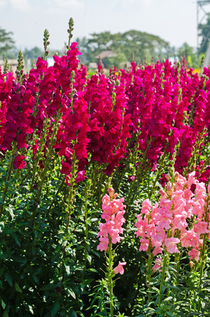 colorful flower of Snapdragon or Antirrhinum majus L. in the outdoor parkの写真素材