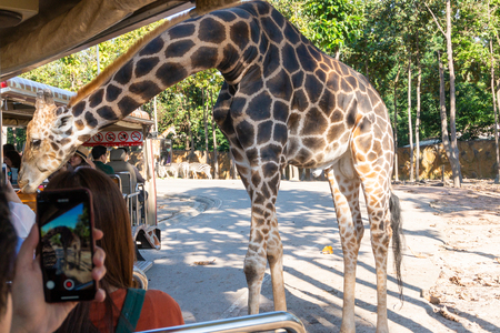 CHIANG MAI, THAILAND - OCTOBER 28, 2018: the traveler feeding giraffe at Chiang Mai night safari, Thailandのeditorial素材
