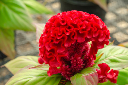 Cockscomb flowers or Celosia cristata in the outdoor garden