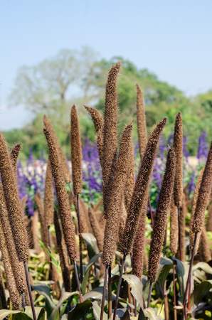 cenchrus americanus grassの写真素材