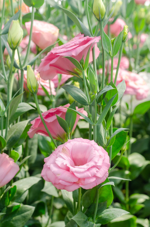 lisianthus or prairie gentian (Eustoma) flower in the gardenの写真素材
