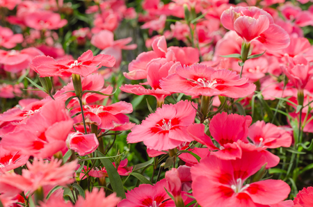 Sweet William or Dianthus barbatus flowerの写真素材