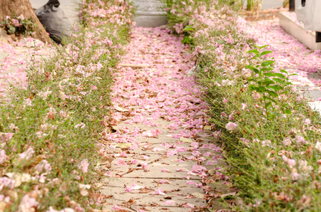 Blooming Pink trumpet tree or Tabebuia rosea flower in outdoor parkの写真素材