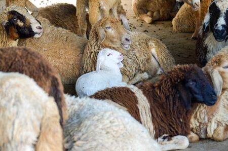 cute of little lamb in farm