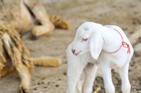 cute of little lamb in farmの写真素材