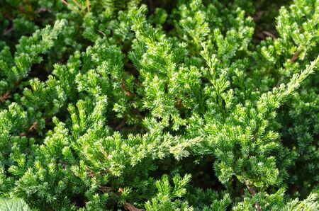 green leaves of pine texture