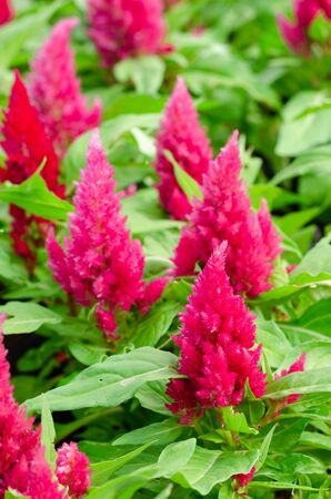 Cockscomb flowers or Celosia cristata in the gardenの写真素材