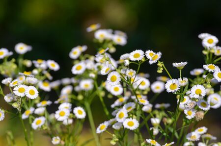 Blooming Karwinsky's fleabane (Erigeron karvinskianus) flower at garden