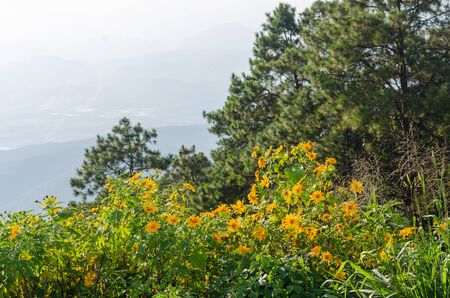 Tithonia diversifolia or Maxican Sunflower on the hillの写真素材