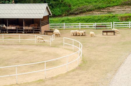 sheep at countryside farm in Thailandの写真素材