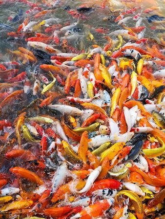 motion swimming of Fancy carp or Various koi fish in the outdoor poolの写真素材