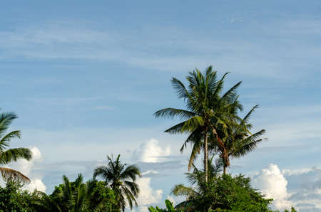 coconut tree with blue skyの写真素材