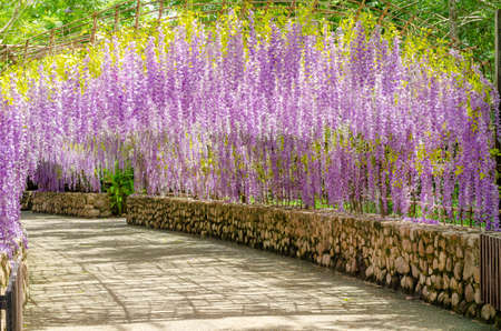 Beautiful hanging purple flower tunnel at Cherntawan International Meditation Center in Chiang Rai, Thailandの写真素材