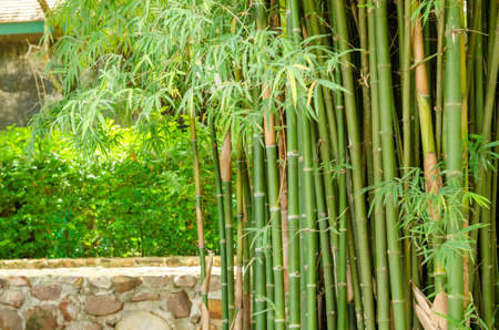closeup of bamboo plant in the gardenの写真素材