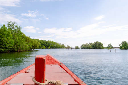 Avicennia alba at mangrove forest  in Thailandの写真素材